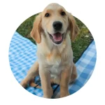 Progressive PAWfect Pup Name Sweepstakes