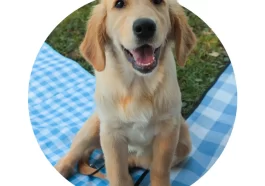 Progressive PAWfect Pup Name Sweepstakes