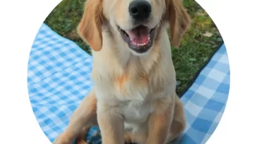 Progressive PAWfect Pup Name Sweepstakes