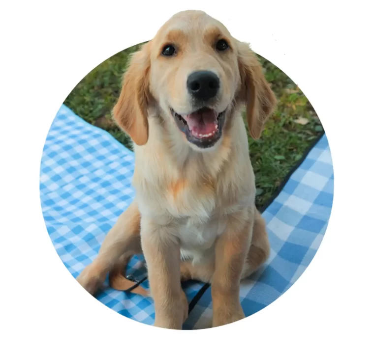 Progressive PAWfect Pup Name Sweepstakes